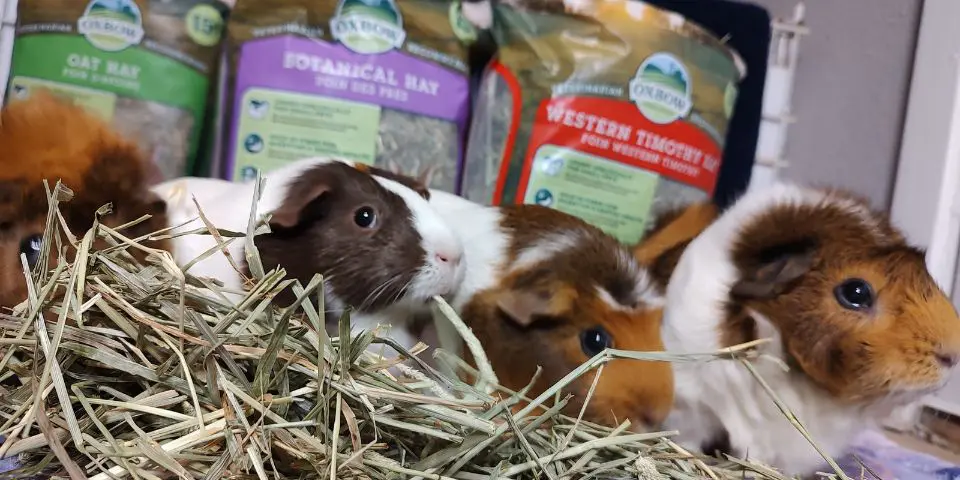 How much hay do you feed a guinea clearance pig