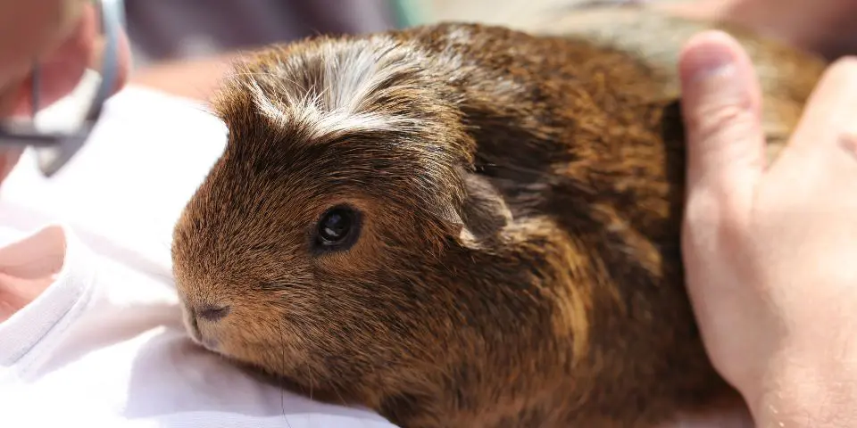 Guinea pig resting on owner's lap