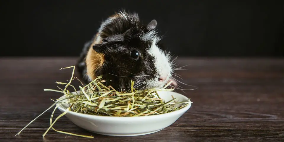 Guinea pig best sale food hay