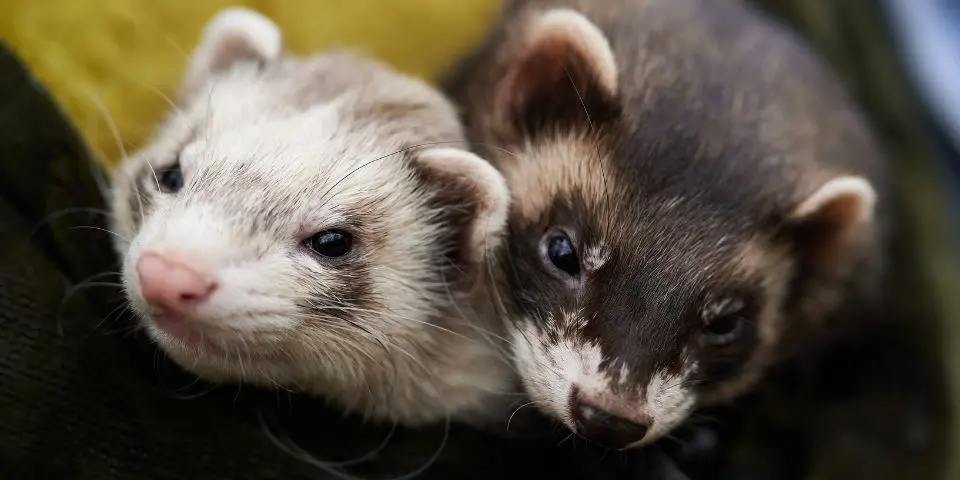 Two pet ferrets cuddling