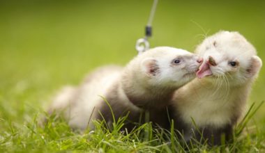 Two ferrets kissing
