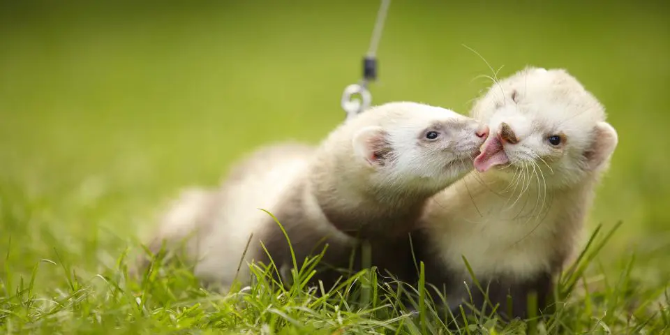 Two ferrets kissing