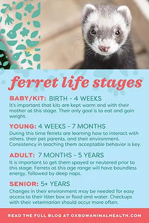 Ferret Lifestage Infographic