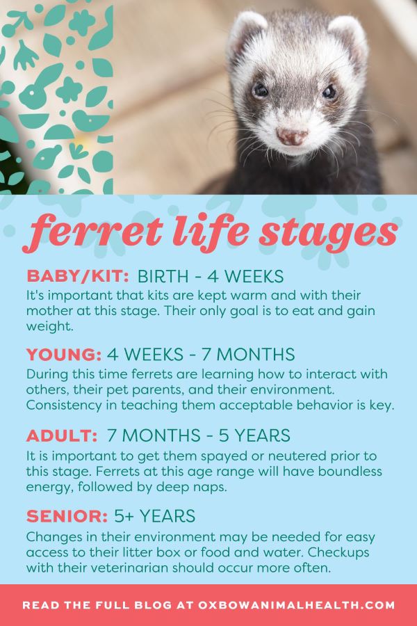 Baby Ferret