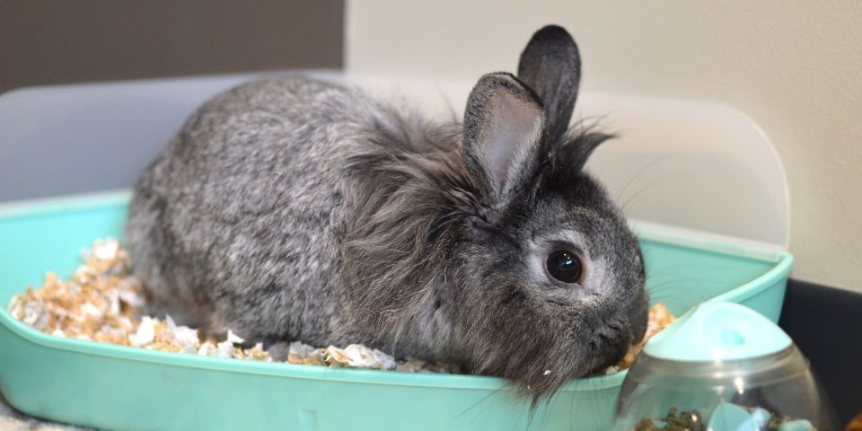 Newspaper bedding for outlet rabbits