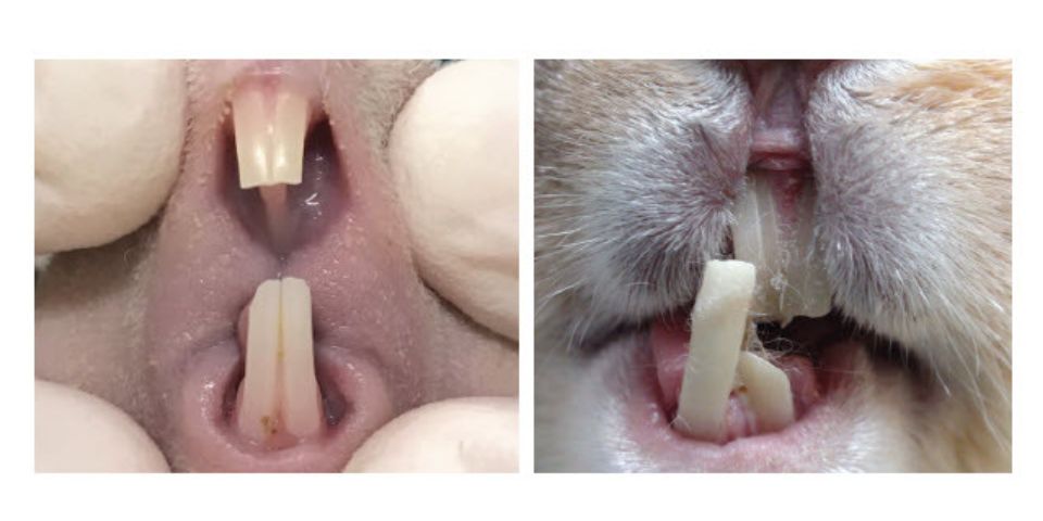 Properly aligned rabbit teeth vs. misaligned rabbit teeth