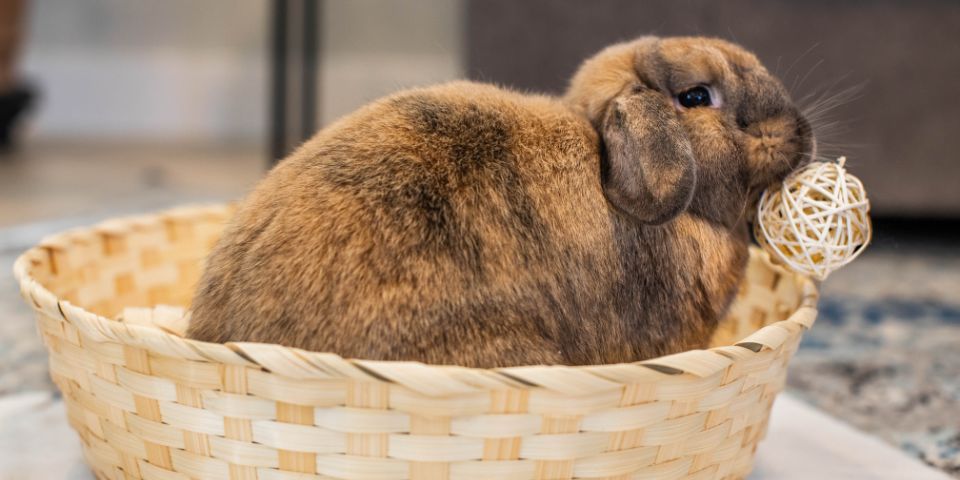 Rabbit playing in ball pit