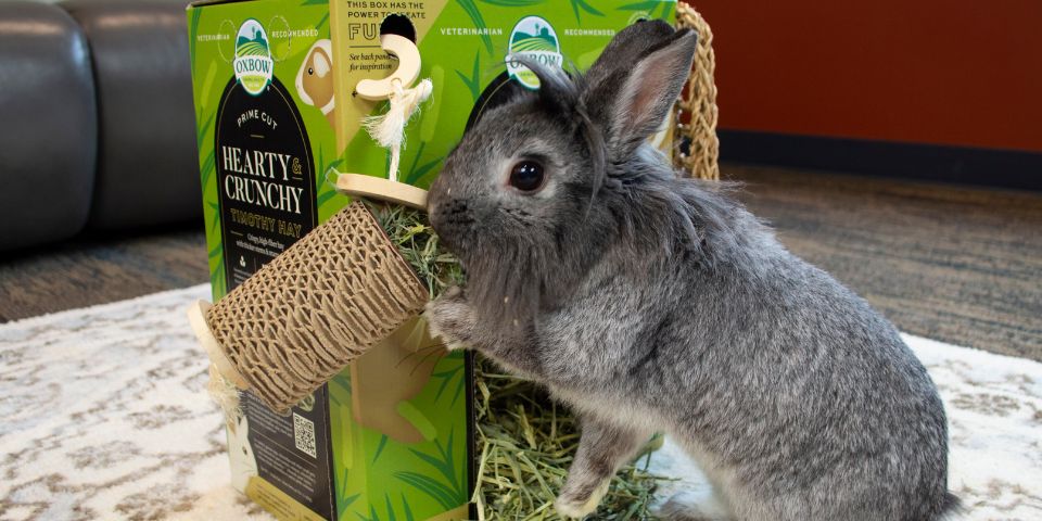 Rabbit foraging for hay