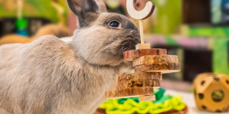 Rabbit foraging for pellets