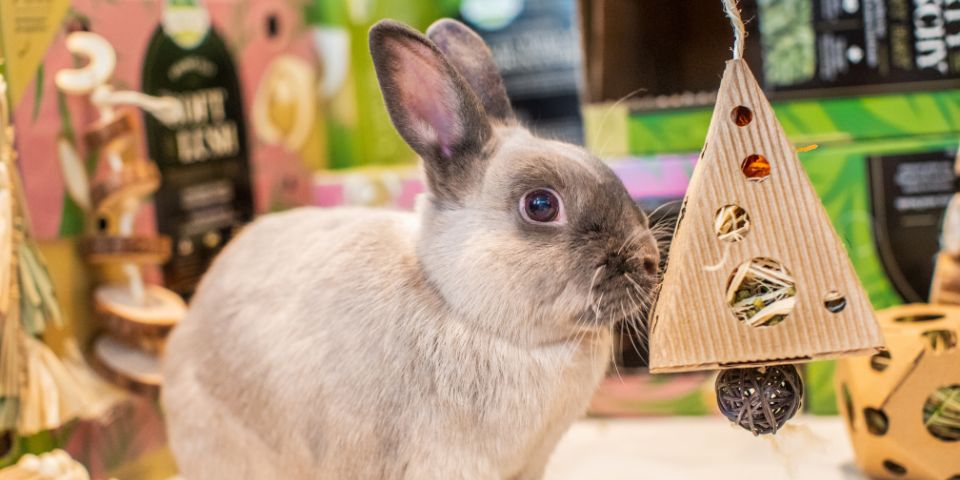 Light brown rabbit foraging for treats