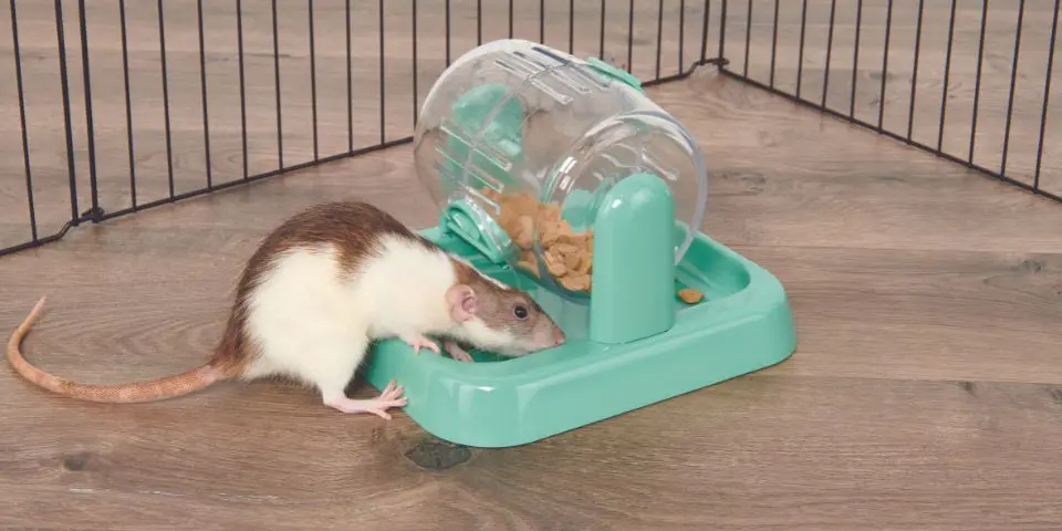 10 Best Toys Accessories For Pet Rats