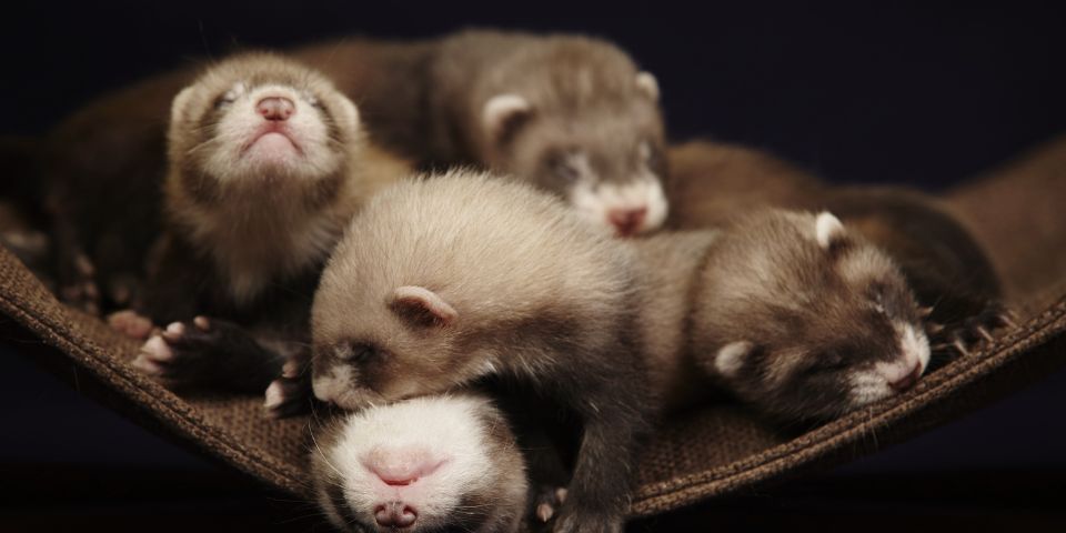 8 week best sale old ferret care