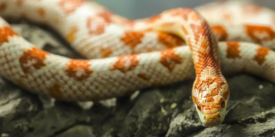 Color corn snake on a rock