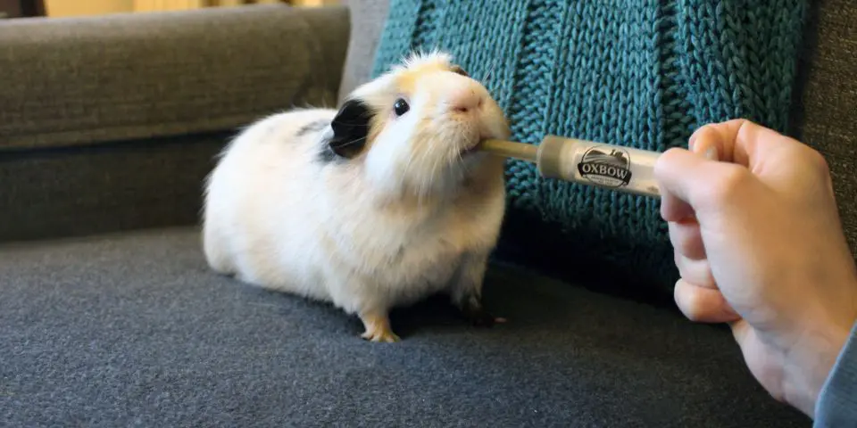 White guinea pig eating Critical Care from syringe