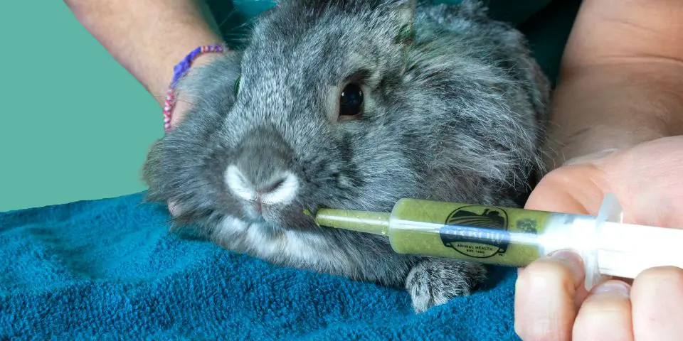 Rabbit eating Critical Care from syringe