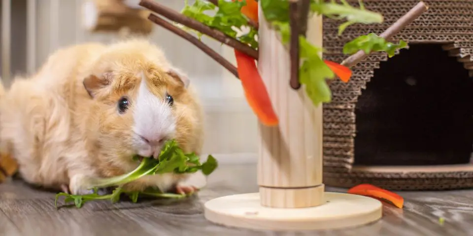 Guinea pig eating lettuce from apple twig tree