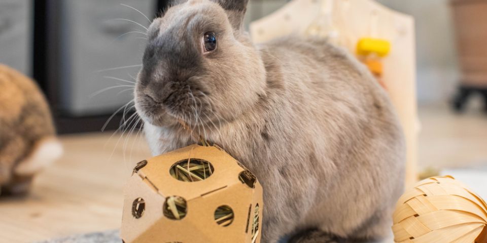 Grey rabbit playing with toy