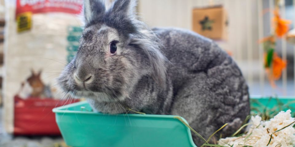 Grey rabbit in teal litterbox