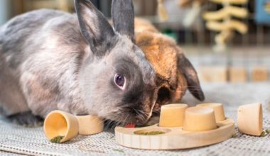 Rabbits eating treats from wooden puzzler