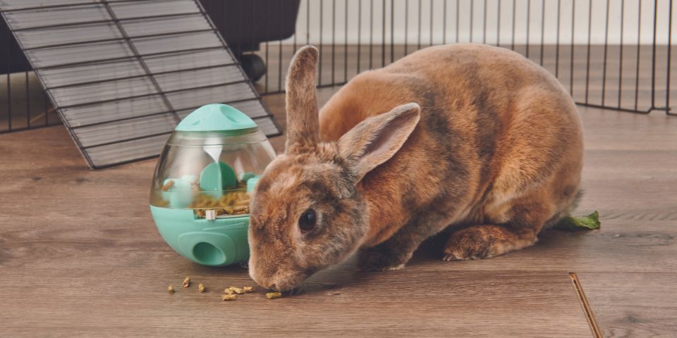 Rex rabbit eating food from wobble teaser