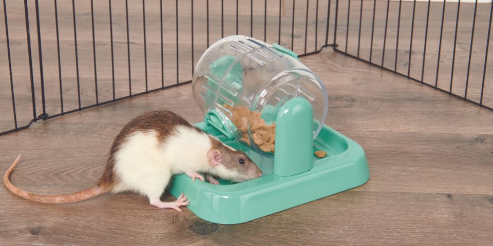 Rat eating food from rolly teaser