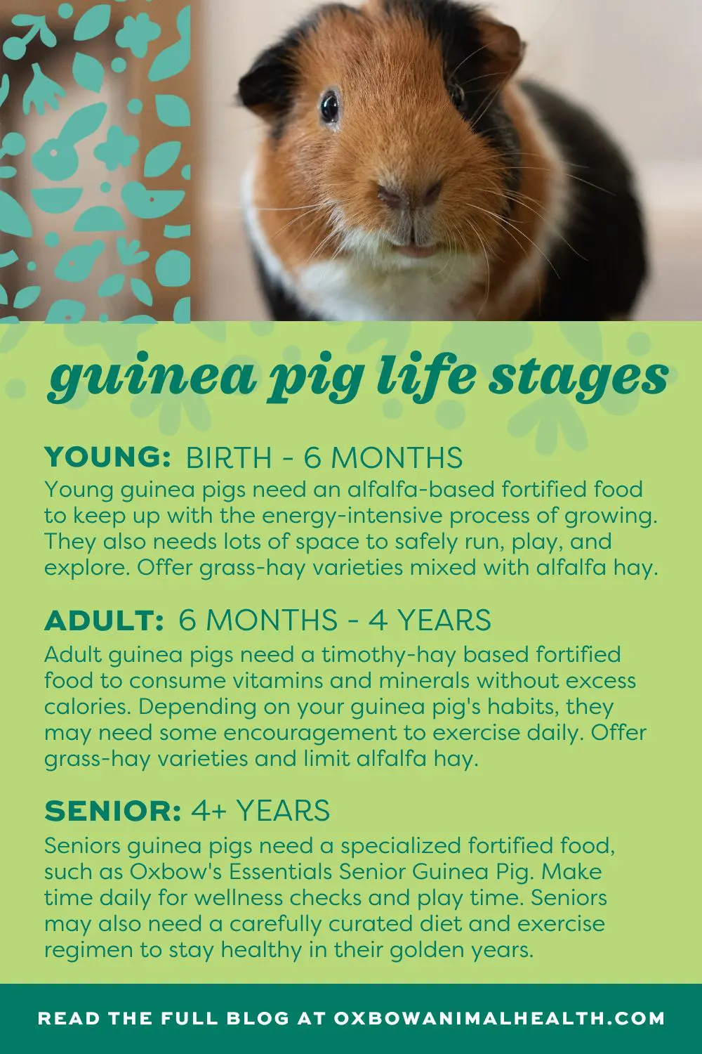 Guinea Pig Lifespan and Life Stages