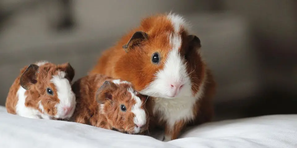 Mother guinea pig with two juvenile offspring