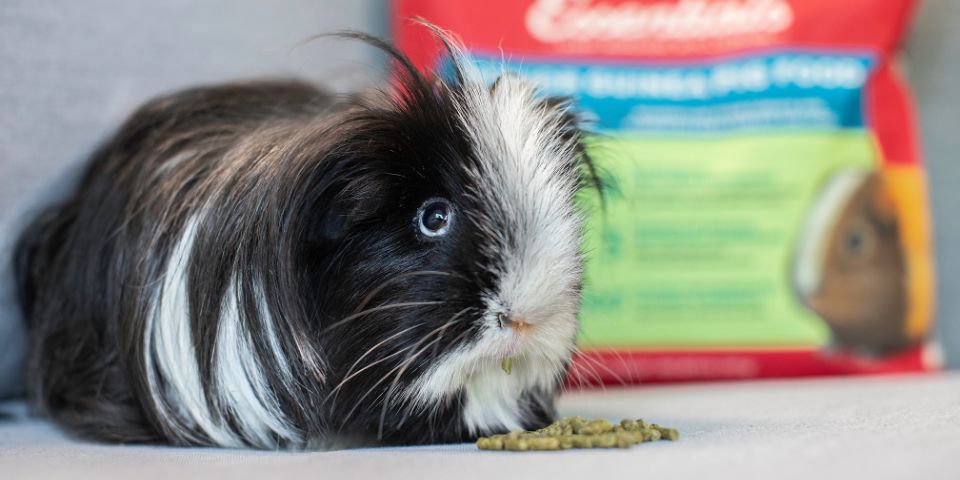 Senior guinea pig eating Oxbow pellets