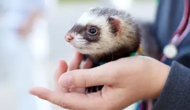 Man's hand holding pet ferret