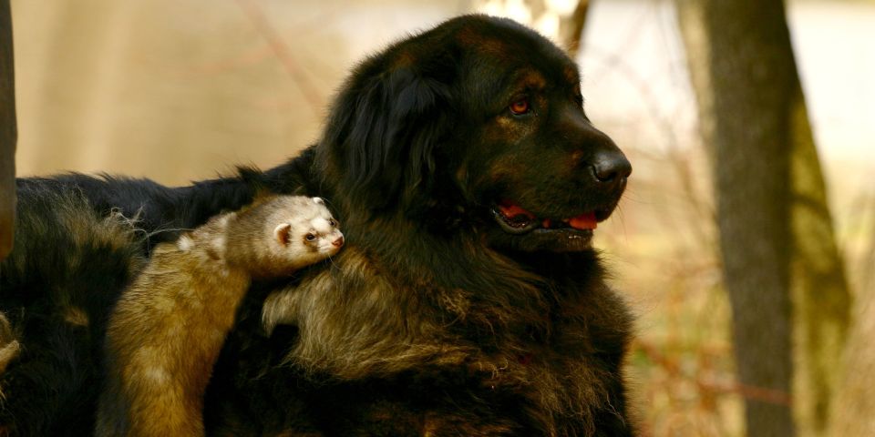Dog and ferret coexisting peacefully
