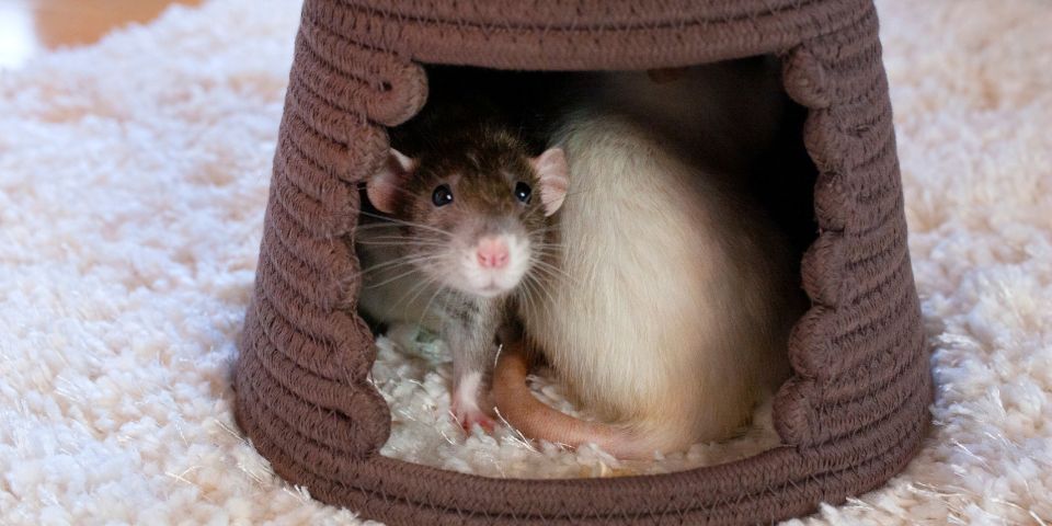 Two pet rats relaxing in Oxbow Woven Hideout
