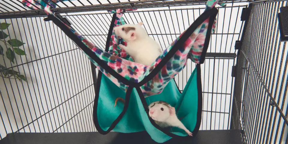 Two white rats climbing in Oxbow Honeycomb Hammock