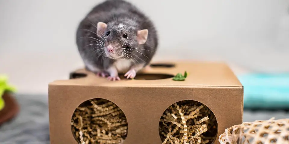 Chubby rat perched on top of Oxbow Burrow Box