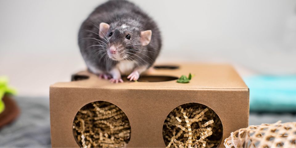 Chubby rat perched on top of Oxbow Burrow Box