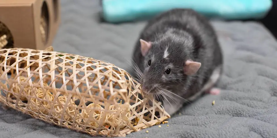 Grey rat chewing on Oxbow Bamboo Play Pouch