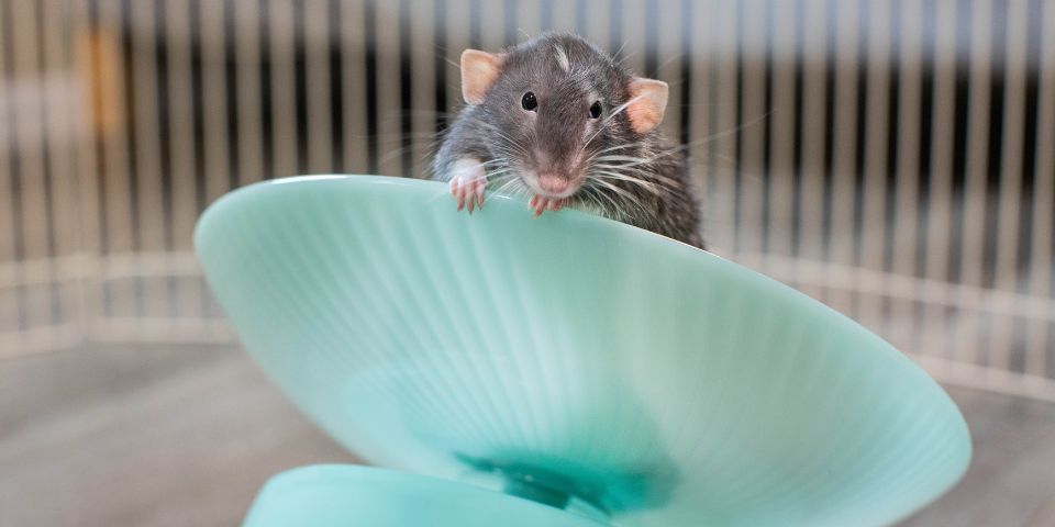 Gray rat peeking over Oxbow Run & Hide saucer toy