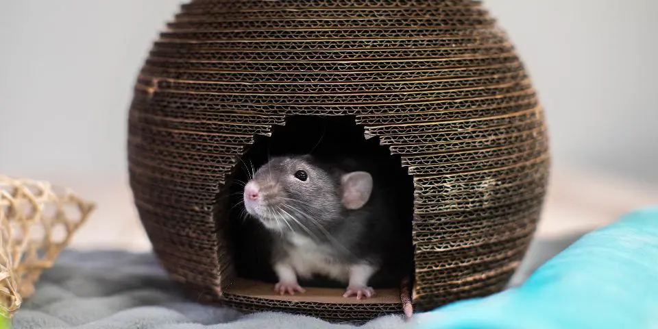 Pet rat outlet accessories