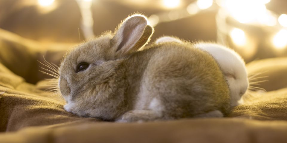 pet rabbit pictures