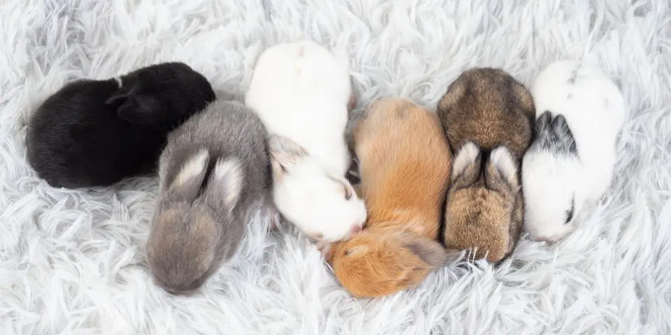 Six baby bunnies on a blanket