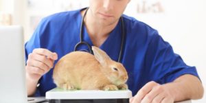 Veterinarian weighing rabbit on scale