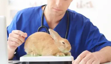 Veterinarian weighing rabbit on scale