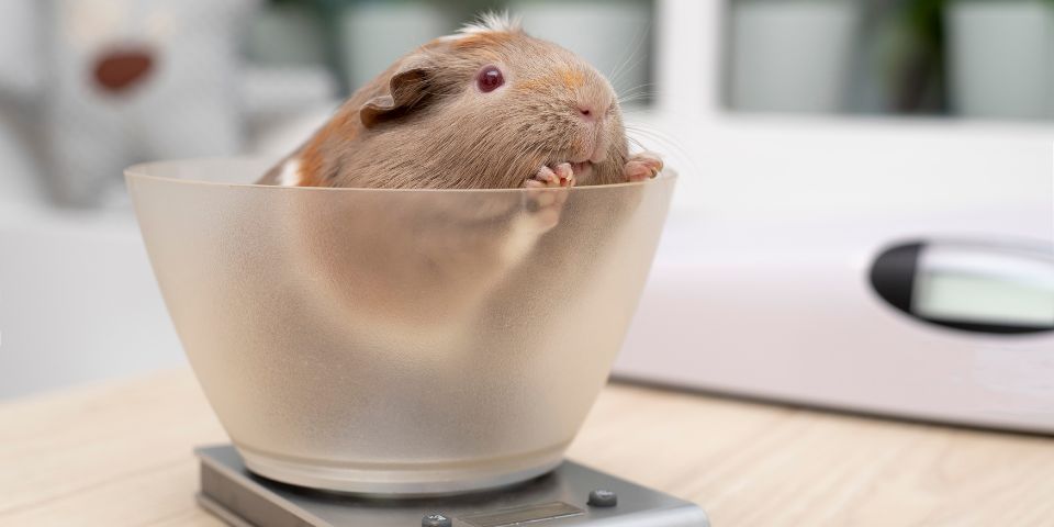 Guinea pig in bowl on scale