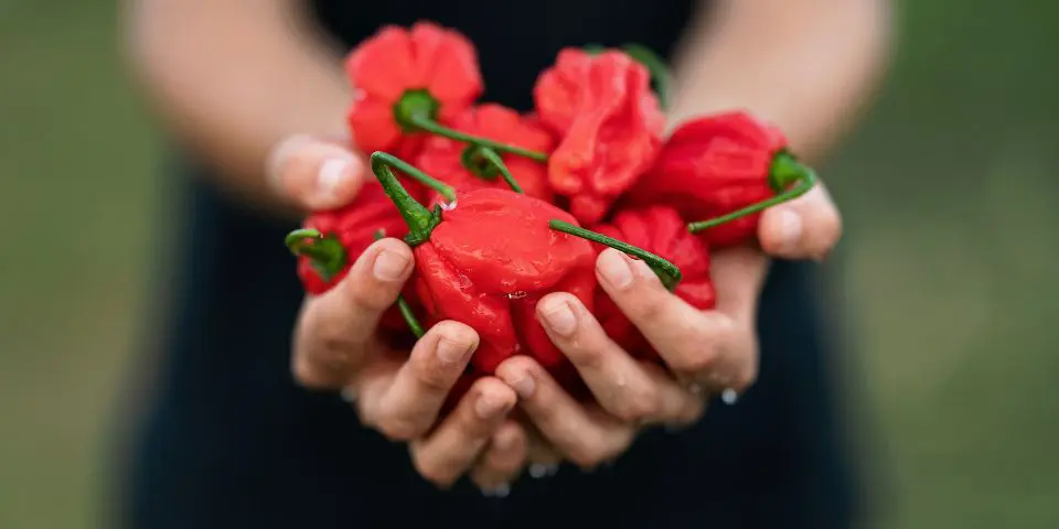 Hands holding fresh habanero peppers