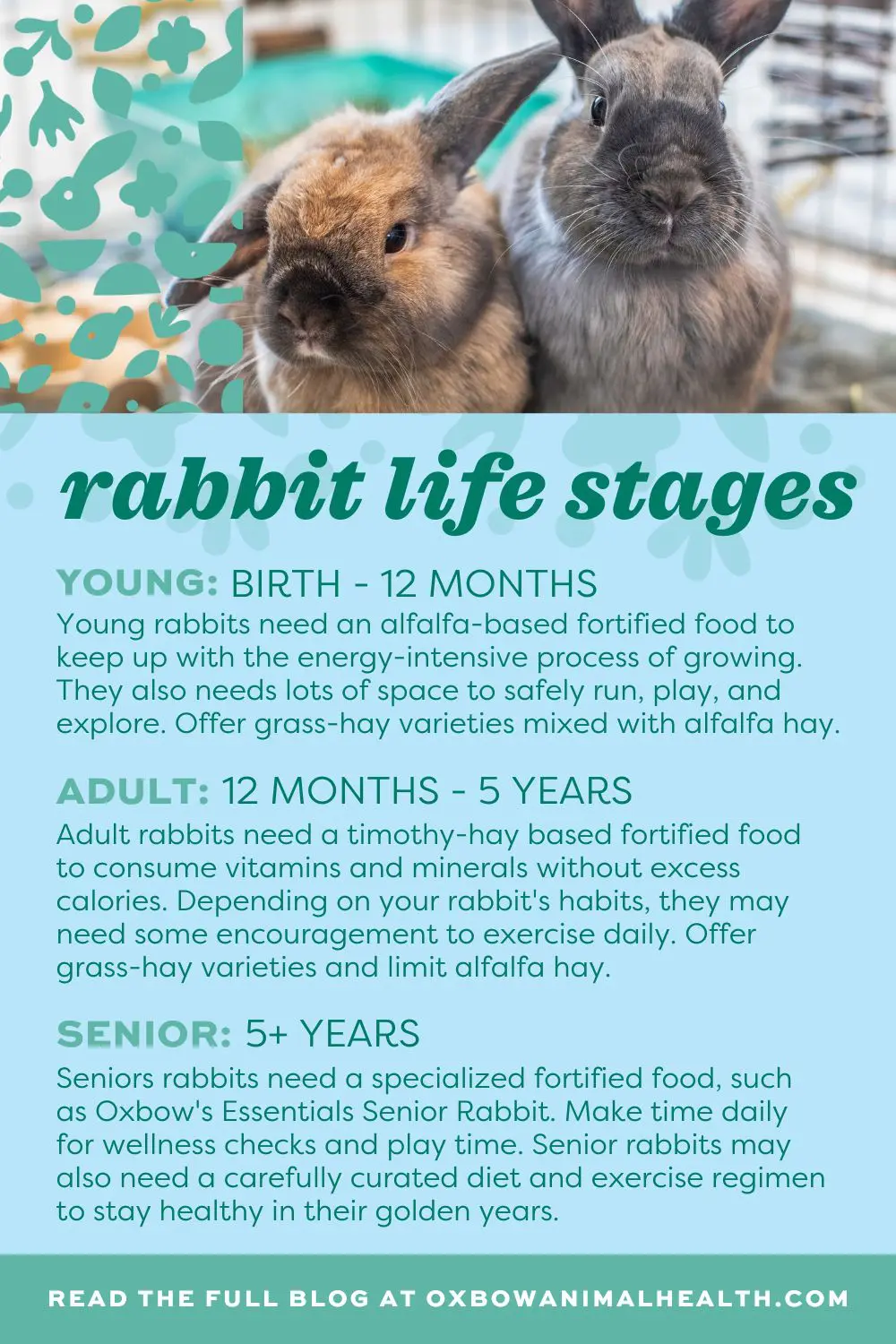 Rabbit Life Stages Pinterest 1 1 1 
