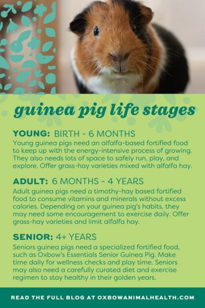 Guinea pig lifestages and lifespan infographic