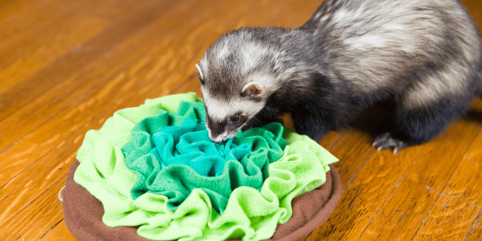 Ferret foraging for food in mat