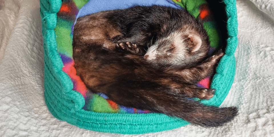 Ferret sleeping 