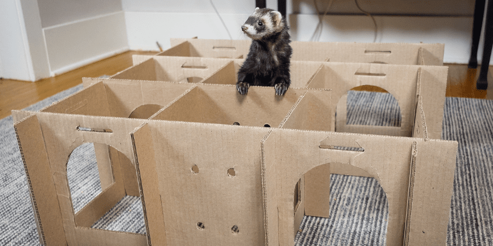 Ferret exploring in cardboard maze