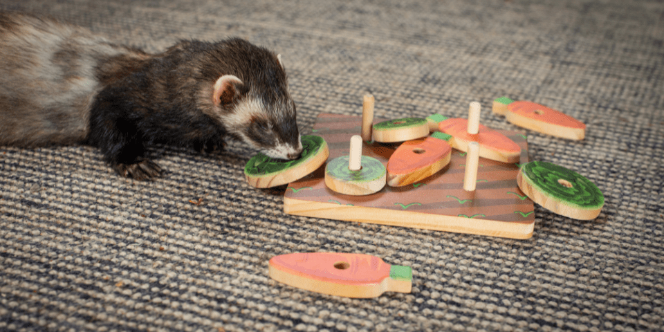 Ferret playing with enrichment puzzle