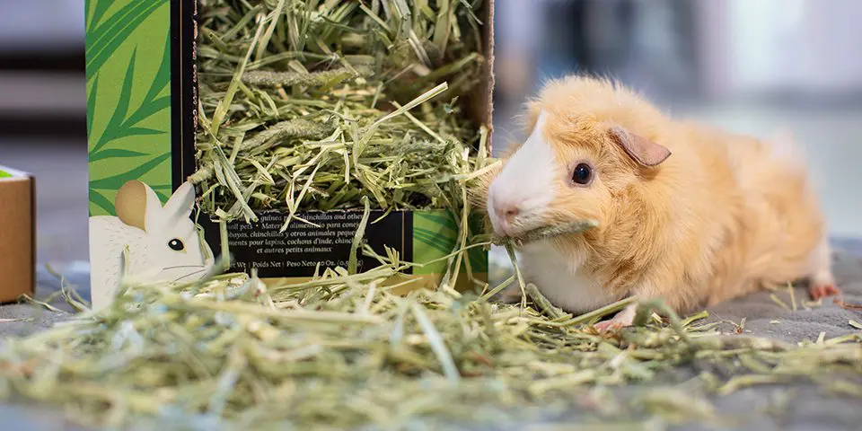 Guinea Pig Eating Oxbow Prime Cut Hay Hearty and Crunchy